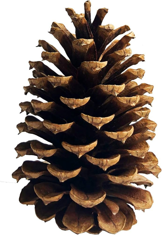 Large Pinecones